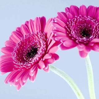 Gerbera Daisy wallpaper