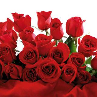 Valentine rose picture