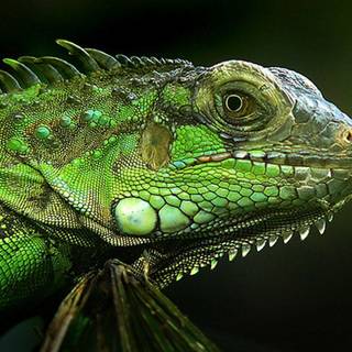 Iguana wallpaper