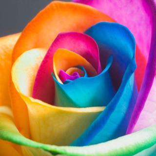 Free rainbow wallpaper