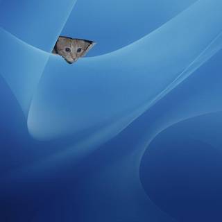 Lolcat wallpaper