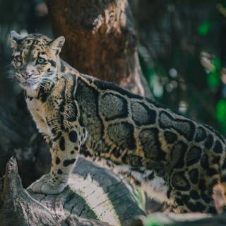 Clouded leopard wallpaper