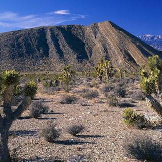 Joshua Tree wallpaper