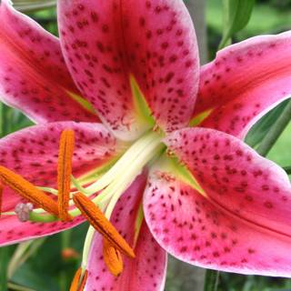 Stargazer lily wallpaper