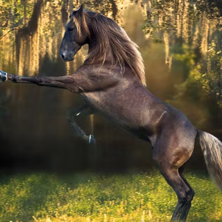 Free horses wallpaper