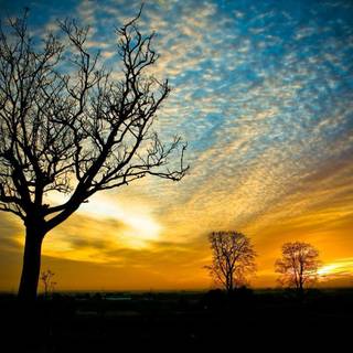 Free backgrounds nature