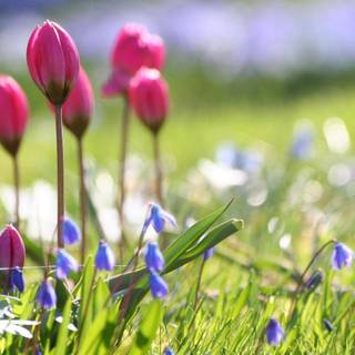 Nature flower wallpaper