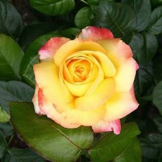 Wallpapers of nature beauty