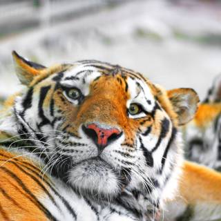 Siberian tiger wallpaper