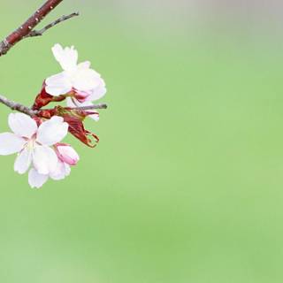 Flower wallpaper background