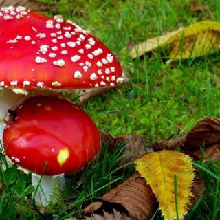 Free wallpaper laptop