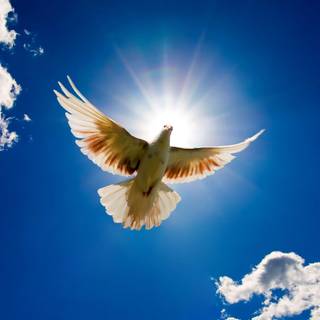 Religious backgrounds