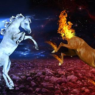 Cool backgrounds of animals