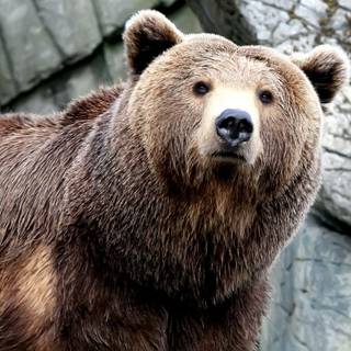 Brown bear wallpaper