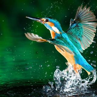 Kingfisher wallpaper