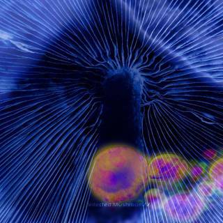 Infected Mushroom wallpaper