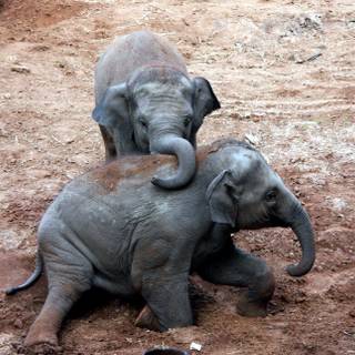 Elephant desktop backgrounds