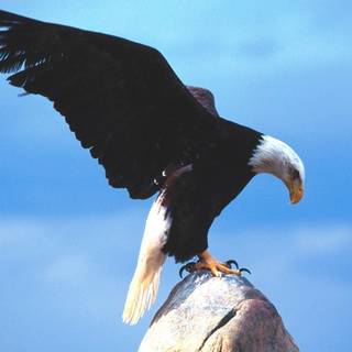 Bald eagle wallpaper
