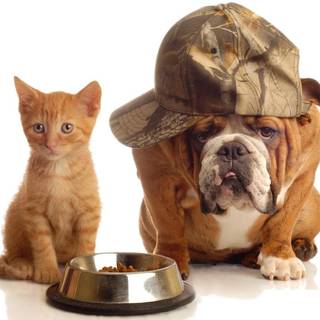 Funny dogs wallpaper