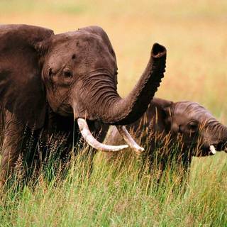 Elephant desktop backgrounds