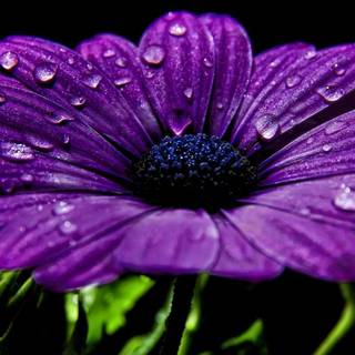 Purple flowers background