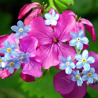 Flower wallpaper for computer