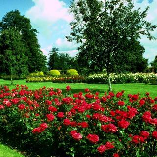 Garden images download