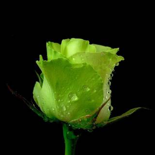 Download rose flower pictures