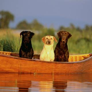 Deer hunting wallpaper for computer