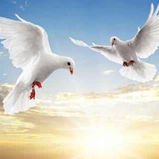 White dove wallpaper