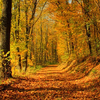 Fall forest wallpaper