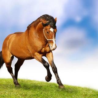 Wallpapers of horses