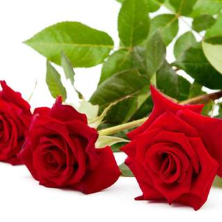 Free red rose wallpaper