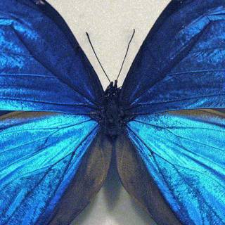 Blue butterfly wallpaper