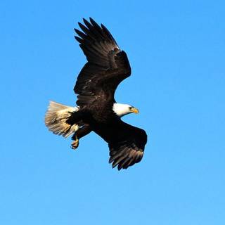 Flying eagle wallpaper