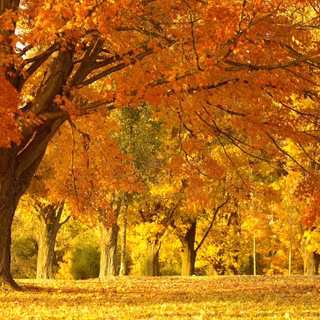 Fall scenery wallpaper