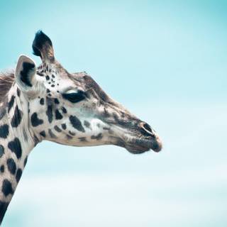 Giraffe backgrounds