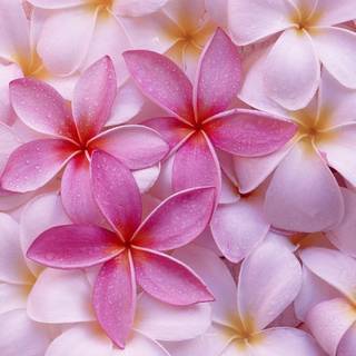 Hawaiian flower wallpaper