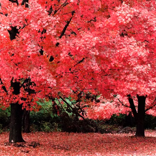 Autumn desktop wallpaper