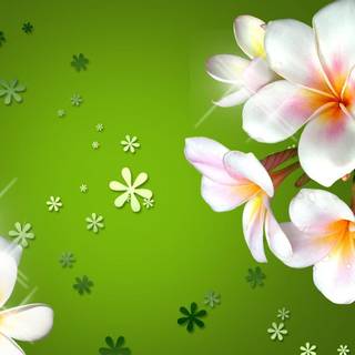 Plumeria background