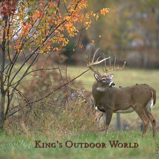 Whitetail deer backgrounds