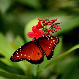 Beautiful butterfly images