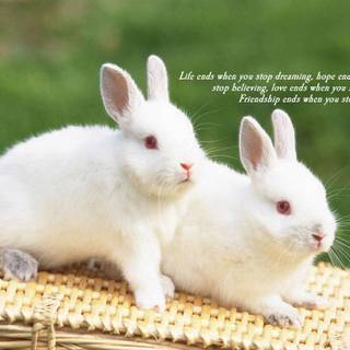 Wallpapers of friendship