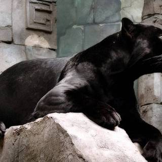 Black panthers pictures animals