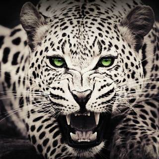Black cheetah wallpaper