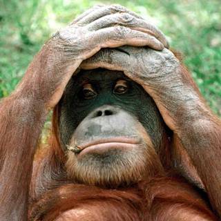 Monkey funny wallpaper