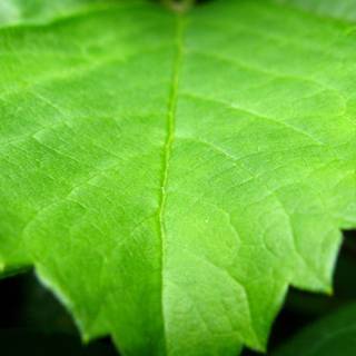 Desktop wallpaper widescreen