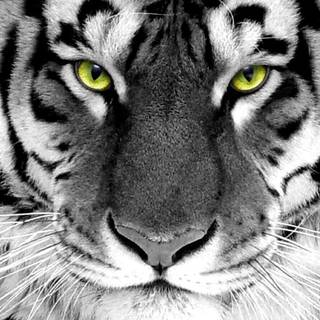 White tiger wallpaper widescreen