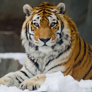 Siberian tiger wallpaper