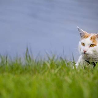 Penthouse pet wallpaper